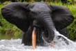 The Aspinall Foundation helps to protect African forest elephants